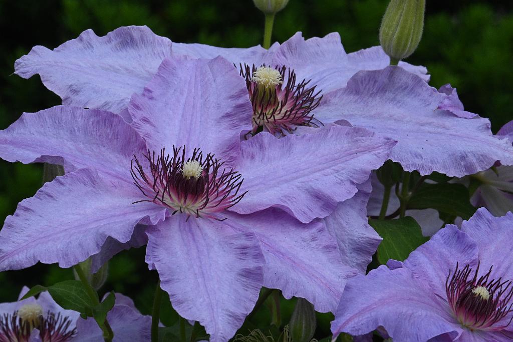 2025-06098872 Pointe Rok Neighborhood, MA.JPG - Clematis. Pointe Rok Neighborhood, MA, 6-9-2025